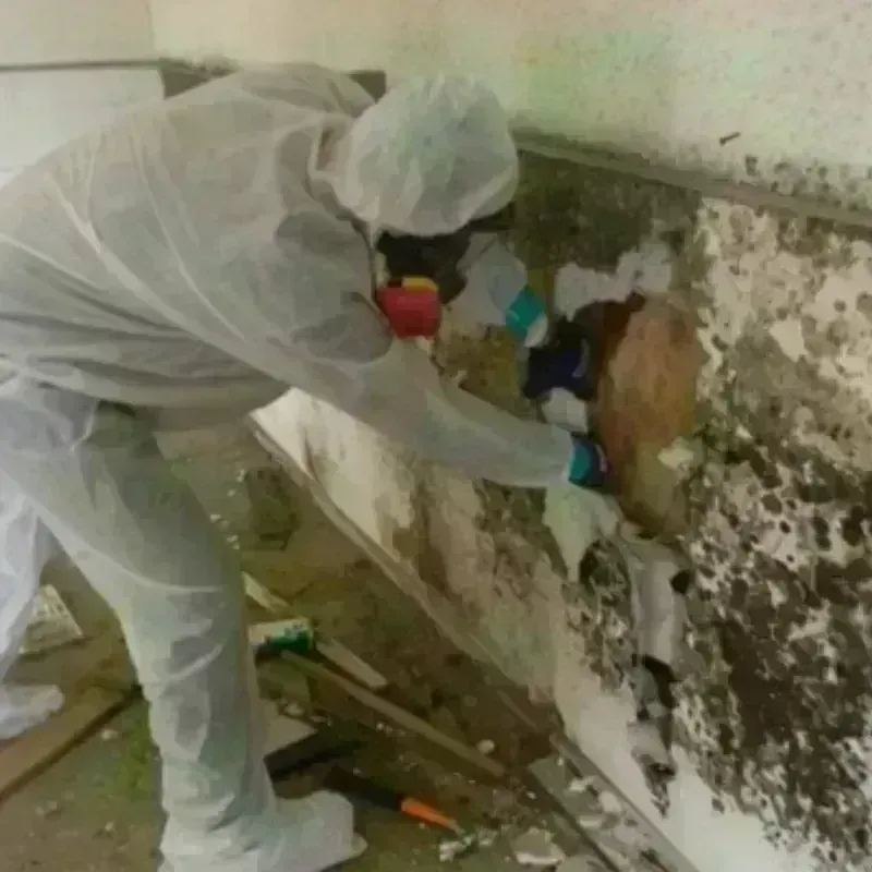 Mold Remediation and Removal in East Longmeadow, MA